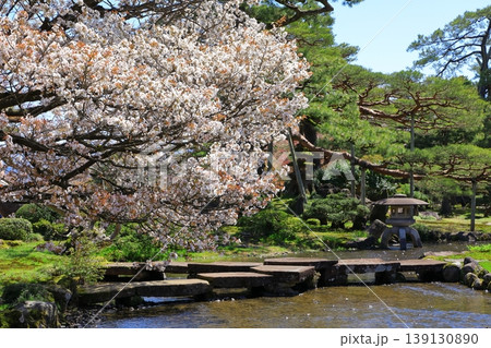 金沢　兼六園の桜 139130890