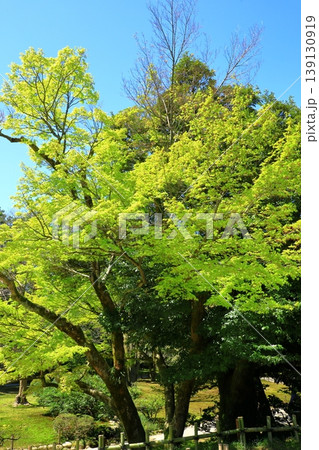 金沢 新緑の兼六園 金沢 新緑の兼六園 139130919