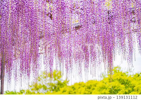 （栃木県）あしかがフラワーパーク　むらさき藤のシャワー 139131112