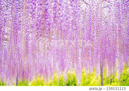 （栃木県）あしかがフラワーパーク　むらさき藤のシャワー 139131113