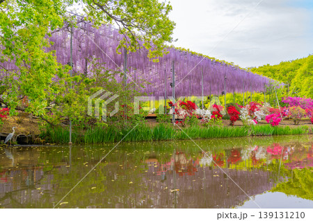 （栃木県）あしかがフラワーパーク　観光客で賑わう、満開の大藤棚 139131210