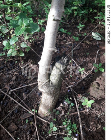 Established Sprout on a Mature Woody Cassava Stem Cutting 139131338