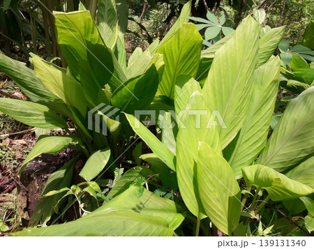 Top View of Fingerroot Plant or Boesenbergia Rotunda in Bright Sunlight Top View of Fingerroot Plant or Boesenbergia Rotunda in Bright Sunlight 139131340