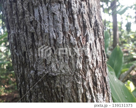 Close-up macro shot of Teak (Tectona grandis) tree bark texture. Featuring deep vertical grooves and rough wooden surface. High quality natural abstract background for design and architecture. Close-up macro shot of Teak (Tectona grandis) tree bark texture. Featuring deep vertical grooves and rough wooden surface. High quality natural abstract background for design and architecture. 139131373