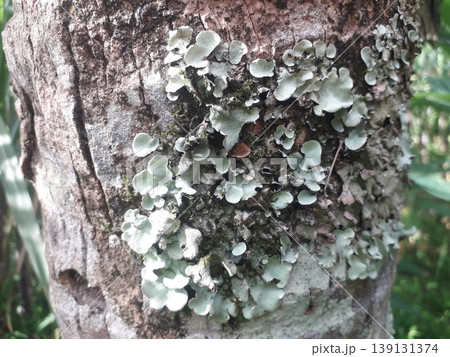 Small white and grayish crust mushrooms growing on a coconut tree bark Small white and grayish crust mushrooms growing on a coconut tree bark 139131374