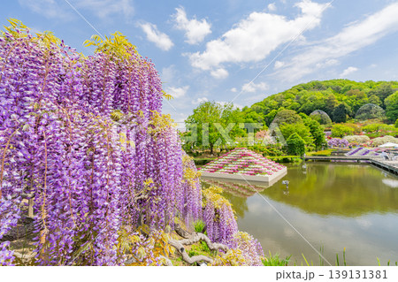 （栃木県）あしかがフラワーパーク　春の花が満開の園内 139131381