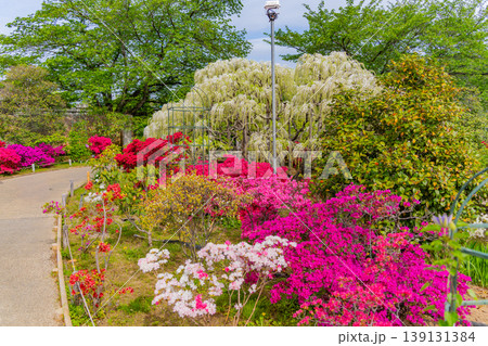 （栃木県）あしかがフラワーパーク　春の花が満開の園内 139131384