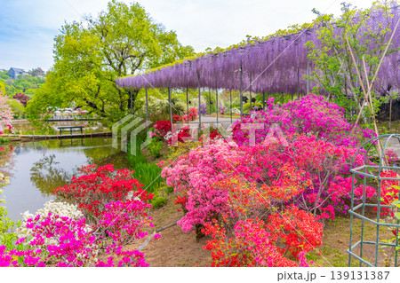 (栃木県)あしかがフラワーパーク 春の花が満開の園内 (栃木県)あしかがフラワーパーク 春の花が満開の園内 139131387