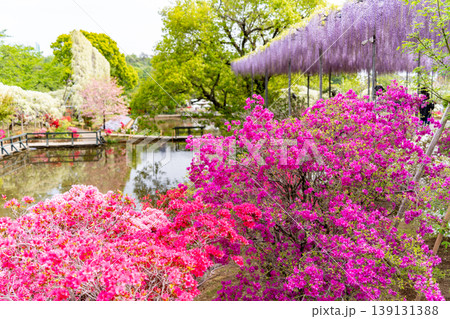 (栃木県)あしかがフラワーパーク 春の花が満開の園内 (栃木県)あしかがフラワーパーク 春の花が満開の園内 139131388
