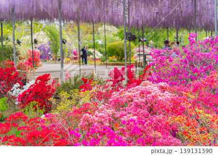 (栃木県)あしかがフラワーパーク 春の花が満開の園内 (栃木県)あしかがフラワーパーク 春の花が満開の園内 139131390