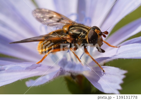 Closeup on a Common Copperback hover fly , Ferdinandea cuprea on a light blue wild chicory flower Closeup on a Common Copperback hover fly , Ferdinandea cuprea on a light blue wild chicory flower 139131778