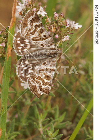 A Mother shipton moth, Callistege mi, of which the forewing markings appear to show an old lady or witch's head. 139131784
