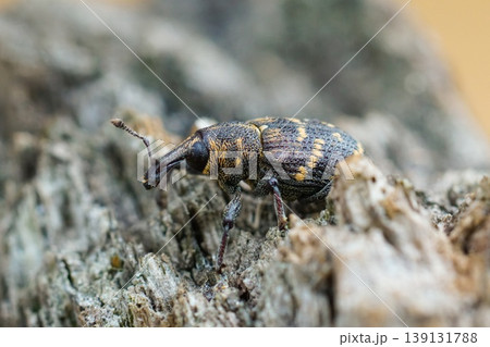 Closeup of the colorful large pine weevil, Hylobius abietis, a major pest of coniferous trees Closeup of the colorful large pine weevil, Hylobius abietis, a major pest of coniferous trees 139131788