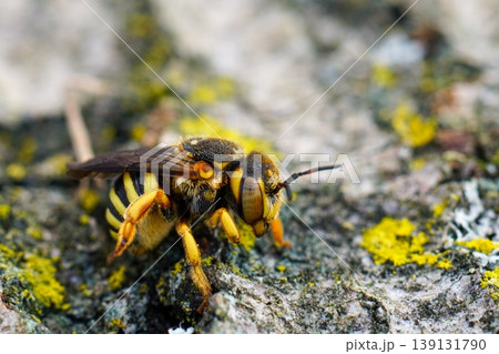 Closeup on a vibrant colored female Grohmann's, Yellow-Resin Bee , Icteranthidium grohmanni sitting weathered wood Closeup on a vibrant colored female Grohmann's, Yellow-Resin Bee , Icteranthidium grohmanni sitting weathered wood 139131790