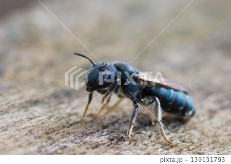 Closeup on a rather large species of the small blue-eyed carpenter bee, Ceratina chalcites on wood in Gard , France Closeup on a rather large species of the small blue-eyed carpenter bee, Ceratina chalcites on wood in Gard , France 139131793