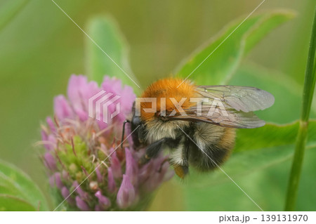 Closeup on a Common brown banded bumblebee, Bombus pascuorum drinking nectar from the red clover flower Closeup on a Common brown banded bumblebee, Bombus pascuorum drinking nectar from the red clover flower 139131970