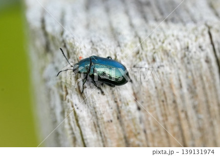 Closeup on a metallic shiny blue willow beetle, Phratora vulgatissima sitting on a pole in the springtime Closeup on a metallic shiny blue willow beetle, Phratora vulgatissima sitting on a pole in the springtime 139131974