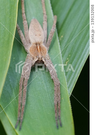 Closeup on a nursery web spider, Pisaura mirabilis waits for its prey on a green bamboo leaf Closeup on a nursery web spider, Pisaura mirabilis waits for its prey on a green bamboo leaf 139132008