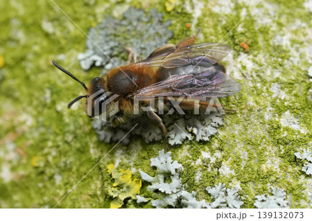 Closeup on a female mellow miner mining bee, Andrena mitis on a weathered tree-trunk 139132073
