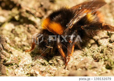 Close-up of a fuzzy Early bumblebee, Bombus pratorum queen with black and orange stripes on natural tree bark 139132079