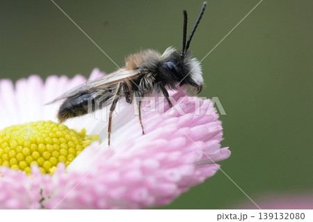 Colorful closeup on a male Large Sallow Mining bee, Andrena apicata on pink colored daisy flower Colorful closeup on a male Large Sallow Mining bee, Andrena apicata on pink colored daisy flower 139132080