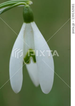 Close up of a snowdrop flower, Galanthus nivealis with delicate white petals and a vibrant green marking, soft focus background Close up of a snowdrop flower, Galanthus nivealis with delicate white petals and a vibrant green marking, soft focus background 139132081
