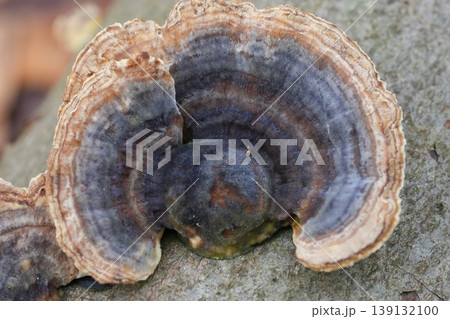 Close-up of a Beautiful Multicolored bracket Mushroom on Wood, Detailed Fungi Texture, Nature's Abstract Art Close-up of a Beautiful Multicolored bracket Mushroom on Wood, Detailed Fungi Texture, Nature's Abstract Art 139132100