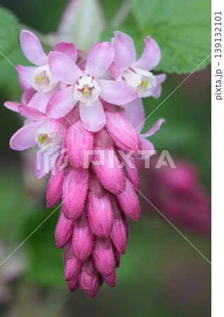 Vibrant cluster of delicate pink blossoms of the flowering currant Ribes sanguineum, and unfurling flower buds against soft green foliage background Vibrant cluster of delicate pink blossoms of the flowering currant Ribes sanguineum, and unfurling flower buds against soft green foliage background 139132101