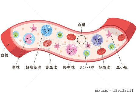血管の中の様々な細胞(名称あり) 血管の中の様々な細胞(名称あり) 139132111