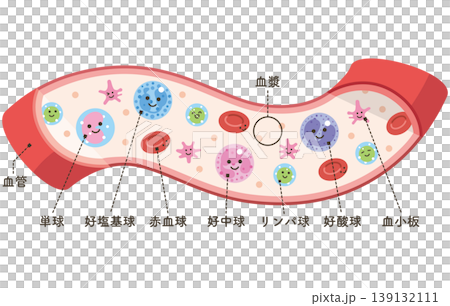 血管の中の様々な細胞(名称あり) 血管の中の様々な細胞(名称あり) 139132111