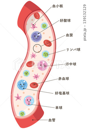 血管の中の様々な細胞タテ(名称あり) 血管の中の様々な細胞タテ(名称あり) 139132129
