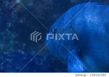 深い青の海中を泳ぐ魚のクローズアップ(幻想的な水中風景) 深い青の海中を泳ぐ魚のクローズアップ(幻想的な水中風景) 139132305