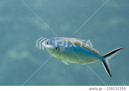 水中を泳ぐ銀色の魚（ササムロ）のクローズアップ 139132310
