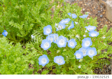 ネモフィラの青い花が咲く春の花壇(可憐な草花) ネモフィラの青い花が咲く春の花壇(可憐な草花) 139132525