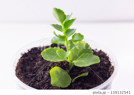A young potted Kalanchoe, close-up, side view. Garden concept. A young potted Kalanchoe, close-up, side view. Garden concept. 139132541
