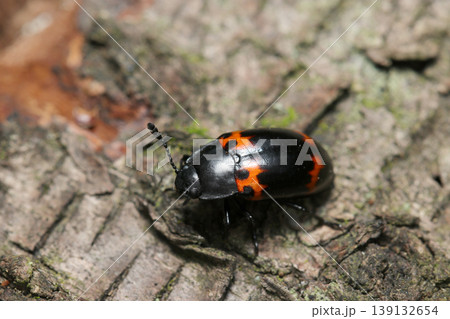 倒木の上に黒地に朱色の紋が4つあるベニオビオオキノコムシ属甲虫（日本フィールド昆虫生態マクロ撮影） 139132654