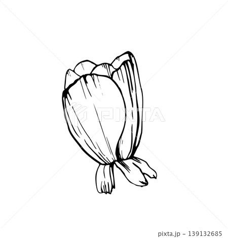 Anemone flower half open bud with folded petals and leaves. Hand drawn vector drawing line art with black ink outlines. Fine Line Anemone illustration for floral packaging, tattoos and botanical print Anemone flower half open bud with folded petals and leaves. Hand drawn vector drawing line art with black ink outlines. Fine Line Anemone illustration for floral packaging, tattoos and botanical print 139132685