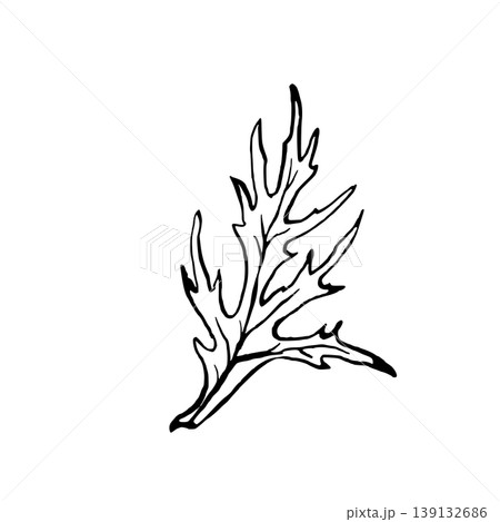 Leaf from anemone or poppy flowers. Hand drawing vector line art with black outlines. Realistic botanical elements for invitations, greeting card, floral print design. Isolated on white background 139132686