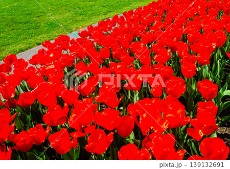 Vibrant tulip flowers in a garden during spring 139132691