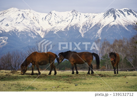新緑の木曽馬の里 御岳山を背景に牧草を食む木曽馬 新緑の木曽馬の里 御岳山を背景に牧草を食む木曽馬 139132712