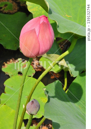 開きかけの蓮の花 開きかけの蓮の花 139132744