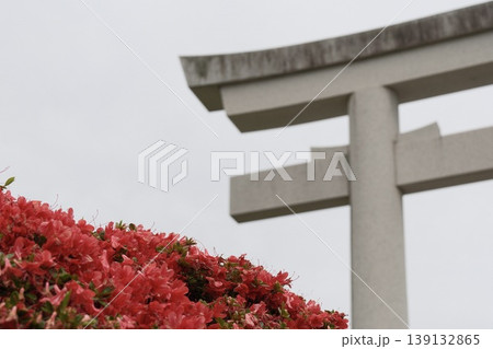 長岡天満宮の大鳥居とキリシマツツジ 春の京都風景 長岡天満宮の大鳥居とキリシマツツジ 春の京都風景 139132865