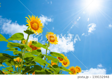 夏の輝く太陽と青空の下に広がる満開のひまわり畑 夏の輝く太陽と青空の下に広がる満開のひまわり畑 139132948