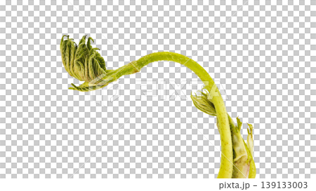 Udo (Japanese spikenard), a spring wild vegetable, cooking ingredient, transparent background. Udo (Japanese spikenard), a spring wild vegetable, cooking ingredient, transparent background. 139133003