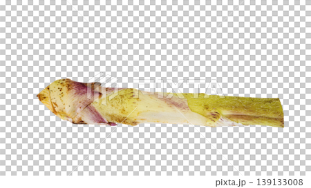 Udo (Japanese spikenard), a spring wild vegetable, cooking ingredient, transparent background. 139133008
