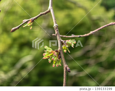 Wych Elm Ulmus Glabra Pendula Branch with Spring Flowers and Buds Wych Elm Ulmus Glabra Pendula Branch with Spring Flowers and Buds 139133199