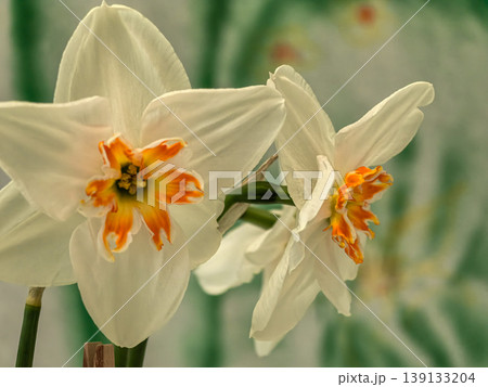 Pair of Narcissus First Lady Daffodils with White Petals and Orange Cups Pair of Narcissus First Lady Daffodils with White Petals and Orange Cups 139133204