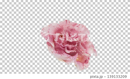 Pink lisianthus, transparent background, macro photography, flower material. Pink lisianthus, transparent background, macro photography, flower material. 139133209