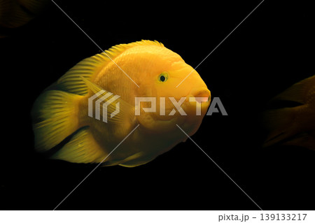 The hybrid red parrot cichlid stands out for its bright color in this well-maintained and clean aquarium environment. 139133217