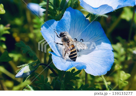 ネモフィラの花の蜜を吸うニホンミツバチ ネモフィラの花の蜜を吸うニホンミツバチ 139133277